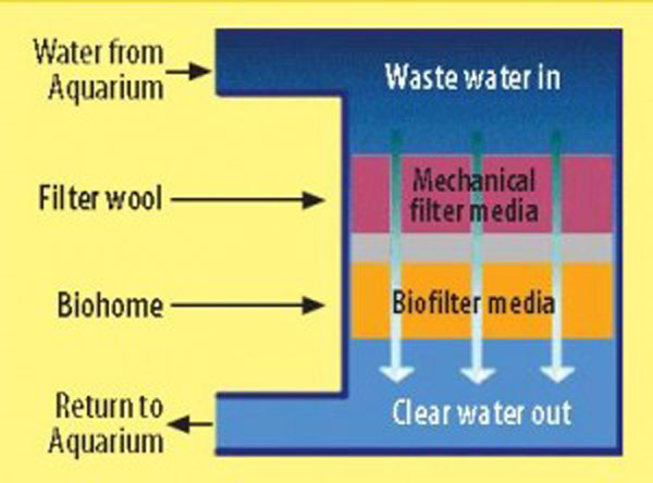 BH Water Flow - Biohome - ReinBiotech