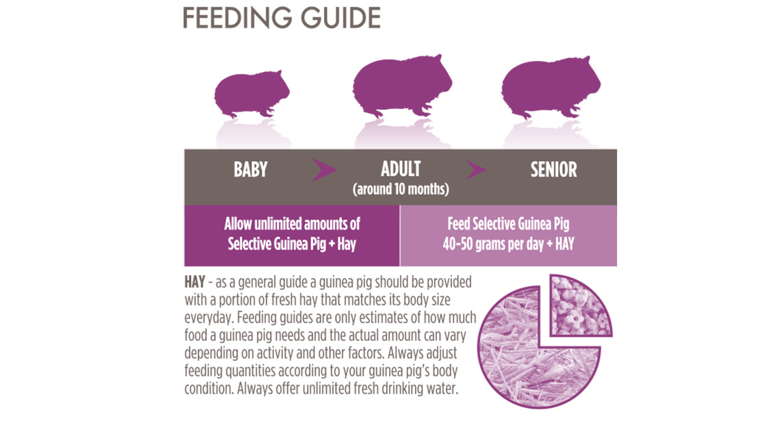 Science Selective Guinea Pig (5) - Supreme - Reinbiotech