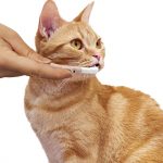 DM-94578 Gentle Cat & Dog Toothbrush 3 - CattyMan - Noble Advance