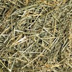 Oat Hay - Small Pet Select - Yappy Pets