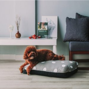 Coco medium size dog bed singapore