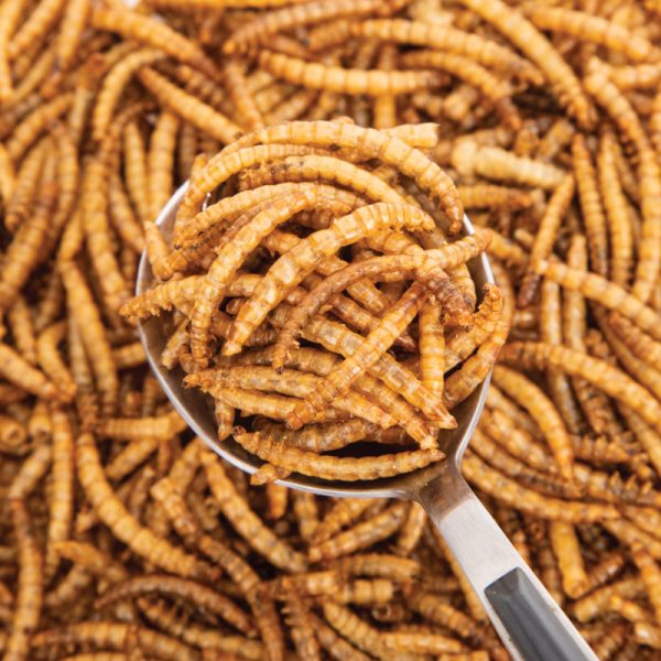 PKPE54 - Dried Mealworms 100g