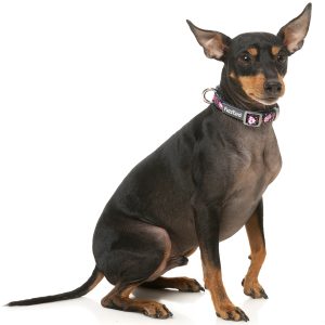 FY77020 FY77037 FY77044 FuzzYard Jackpup Collar