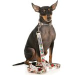 FY77327 FY77334 FuzzYard Ink'd Up Lead | E-Clubpets