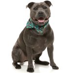 FY76993 FY76986 FuzzYard Gor-illz Pet Bowtie