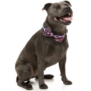 FY77259 FY77266 FuzzYard Jackpup Pet Bowtie