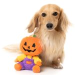 FY90029 FuzzYard Halloween Plush Dog Toy - Jack-O Chan