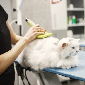 Is This The Best Cat Grooming Place Here’s How To Know