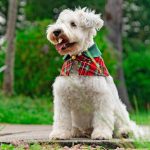 Forest Green Collar with Royal Tartan Print
