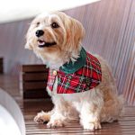 Forest Green Collar with Royal Tartan Print