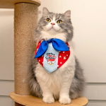 Blue Starry Knot Tie Bandana