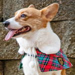 White Faux Fur Collar Trench Coat in Red Green Tartan