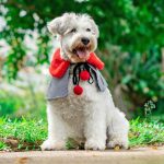Red Faux Fur Collar Trench Coat in Black/White Checks