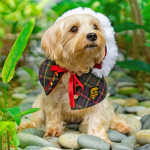 Cape - Pine Green Hoodie